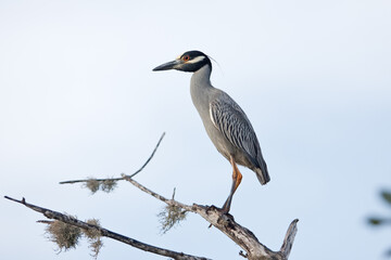 Yellow-crowned night heron searching for food. Heron observed from the branch. Mexican nature. Birds around the swamp coast. 