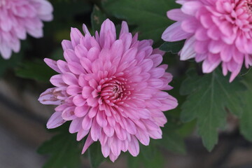 crisantemo de color de rosa
