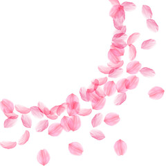 Sakura petals falling down. Romantic pink silky bi