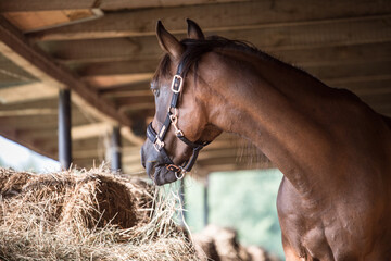 Beautiful brown Arabian horse in the stable - fence - door - wood - hay - sunset - summer - Poland