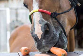 horse  eating a carrot - unruly horse stealing  carrots -eats carrots -colored rope halter -carrot...