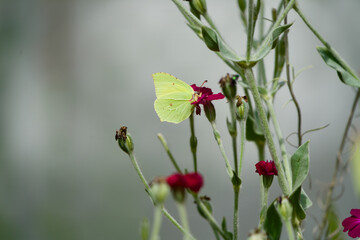 Birmstone butterfly on a red campion