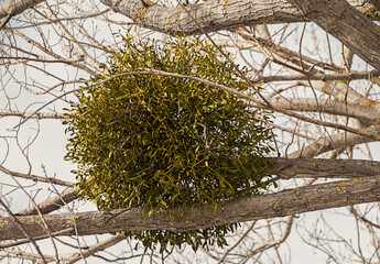 Planta semiparásita, Viscum album, llamada comúnmente muérdago blanco, entre las ramas de un...
