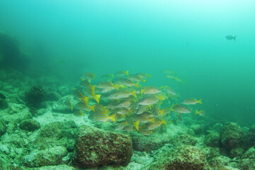 The shoal of fish in Mexiko. Snappers on the bottom of the sea. Mexican marine life.