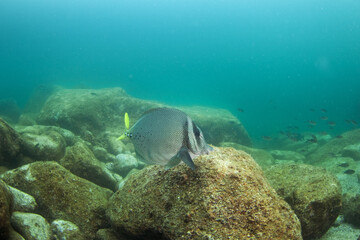 The shoal of fish in Mexiko. Yellowtail surgeonfish on the bottom of the sea. Mexican marine life.