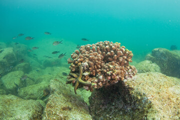 Fototapeta na wymiar Coral on the bottom of the sea. Seastar in the ocean. Scuba diving near Baja California. American marine life. 