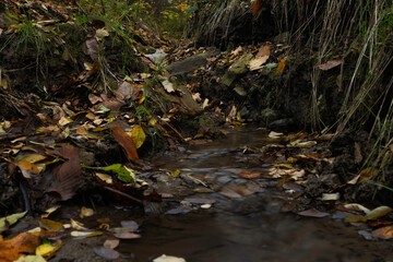 
flowing stream with clear water and fallen leaves in autumn and in the background is a small waterfall in a park in nature in autumn