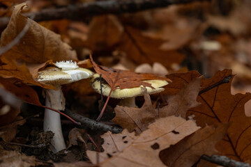 mushrooms in the forest