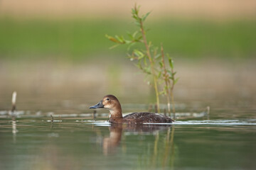 The common pochard near the water. Wild duck swimming on the lake. European nature.