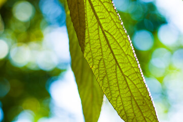 Green color leave macro and close-up during sunlight, nature background