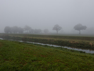 Fototapeta na wymiar Trees in foggy sky with creek