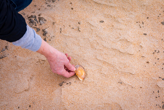 La mano de la mujer recoge una concha de almeja en la arena de la playa