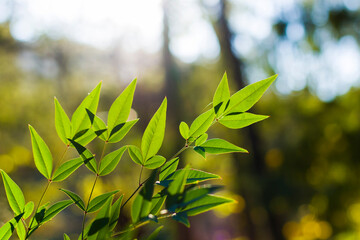 Green color leave macro and close-up during sunlight, nature background