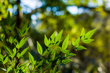 Green color leave macro and close-up during sunlight, nature background