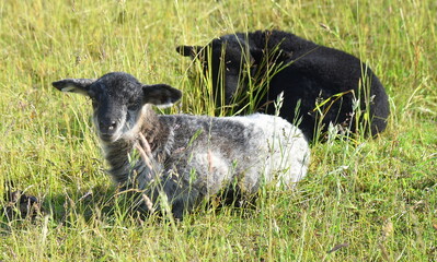 Flauschige Lämmer auf einer grünen Weide