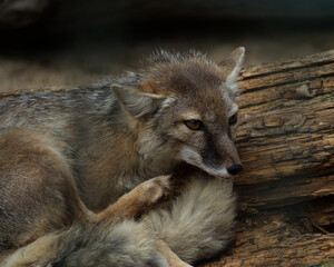 Polar Fox relaxing at zoo in summer at day