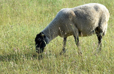 Obraz premium Weißes Mutterschaf mit schwarzem Kopf beim Grasen