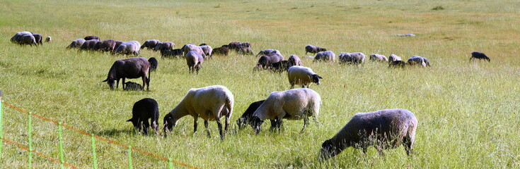 Herde mit Wollschafen auf einer grünen Weide