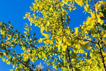 Autumn Gingko Biloba tree leaves, autumn yellow ginkgo leaves and blue sky