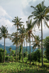 Fototapeta na wymiar Amed Bali landscape