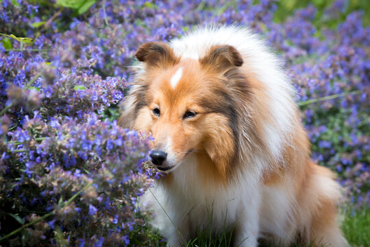 Cute, fluffy sable white shetland sheepdog, little sheltie sniffing outside on summer time in blooming lavender field. Fur small collie, little lassie dog smiling in violet flowers on sunny day 