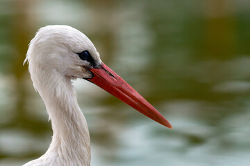 A stork looking into the camera with interest. A close look of a stork.