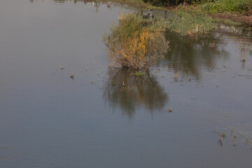 Top view of the River Douro, with grey heron in the water in Portugal