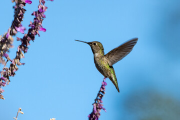 Fototapeta na wymiar Rufus Hummingbird flutters wings rapidly to hover at the lupine wildflower for nectar.