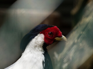 A mammal portrait in germany at a zoo in summer