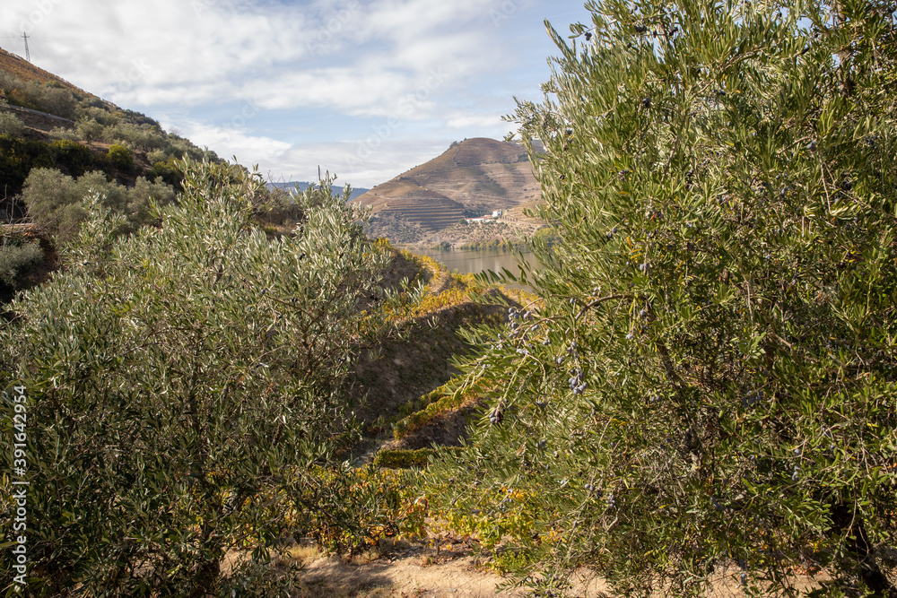 Wall mural olive trees in douro valley, portugal