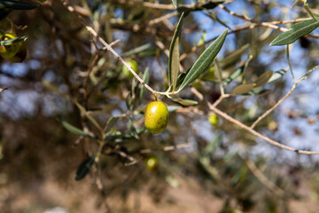 Olive trees in Douro Valley, Portugal