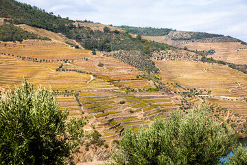Autumn in Douro Valley, Portugal