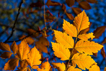 Autumn and fall yellow leave close-up, nature background, yellow color, ash-tree leave