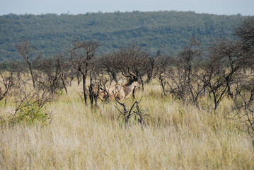 Fototapeta na wymiar Africa- Savannah Landscape With Kudu Hidden in Tall Grass