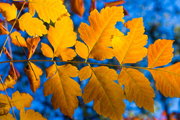 Autumn and fall yellow leave close-up, nature background, yellow color, ash-tree leave