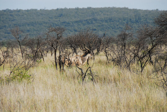 Africa- Savannah Landscape With Kudu Hidden in Tall Grass