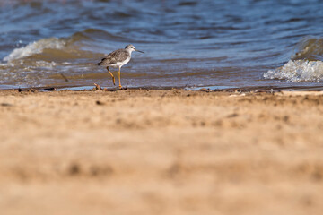 shore bird on the beach