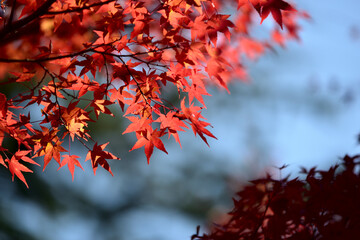 もみじ　紅葉