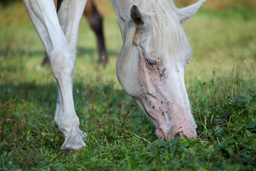 White albino horse grazes on the green grass - grazing horse -characteristic unique color with geographic pattern -grassfield