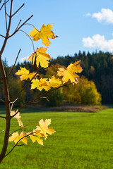 Obraz premium Yellow autumn leaves of mapple against a blurred green meadow. Copy space.