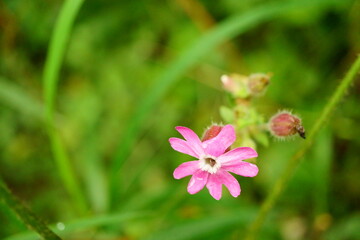 Macro photography of pink wet wild flower (silene dioica) with copy space