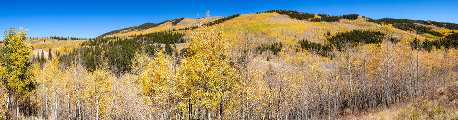 Fototapeta premium Fall aspen forest with golden trees covering a panoramic landscape in the Colorado Rocky Mountains
