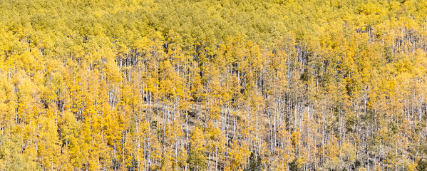 Golden aspen forest covers the mountains of Kenosha Pass in Colorado in fall