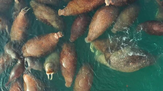 Marine animals walruses in the wild nature swim in water. Colony of walruses on a sea pasture.
