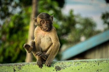 Monkey showing teeth in zwekabin, myanmar