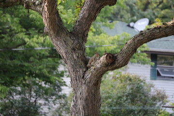 Brown squirrel in tree