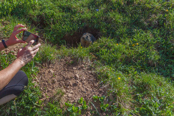 Marmot at the entrance to the den that is photographed with a mobile phone. Dolomites, Italy
