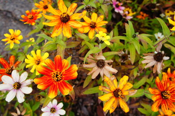 Fototapeta premium 枯れ花