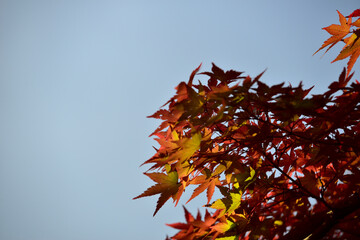 Obraz premium もみじ 紅葉