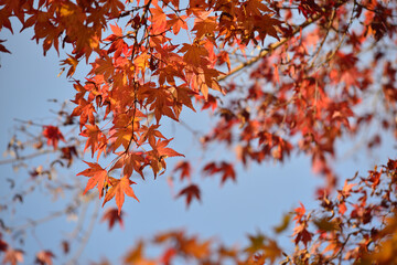 もみじ　紅葉